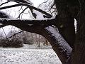 Tree patterns, Snow, Blackheath IMGP7536
